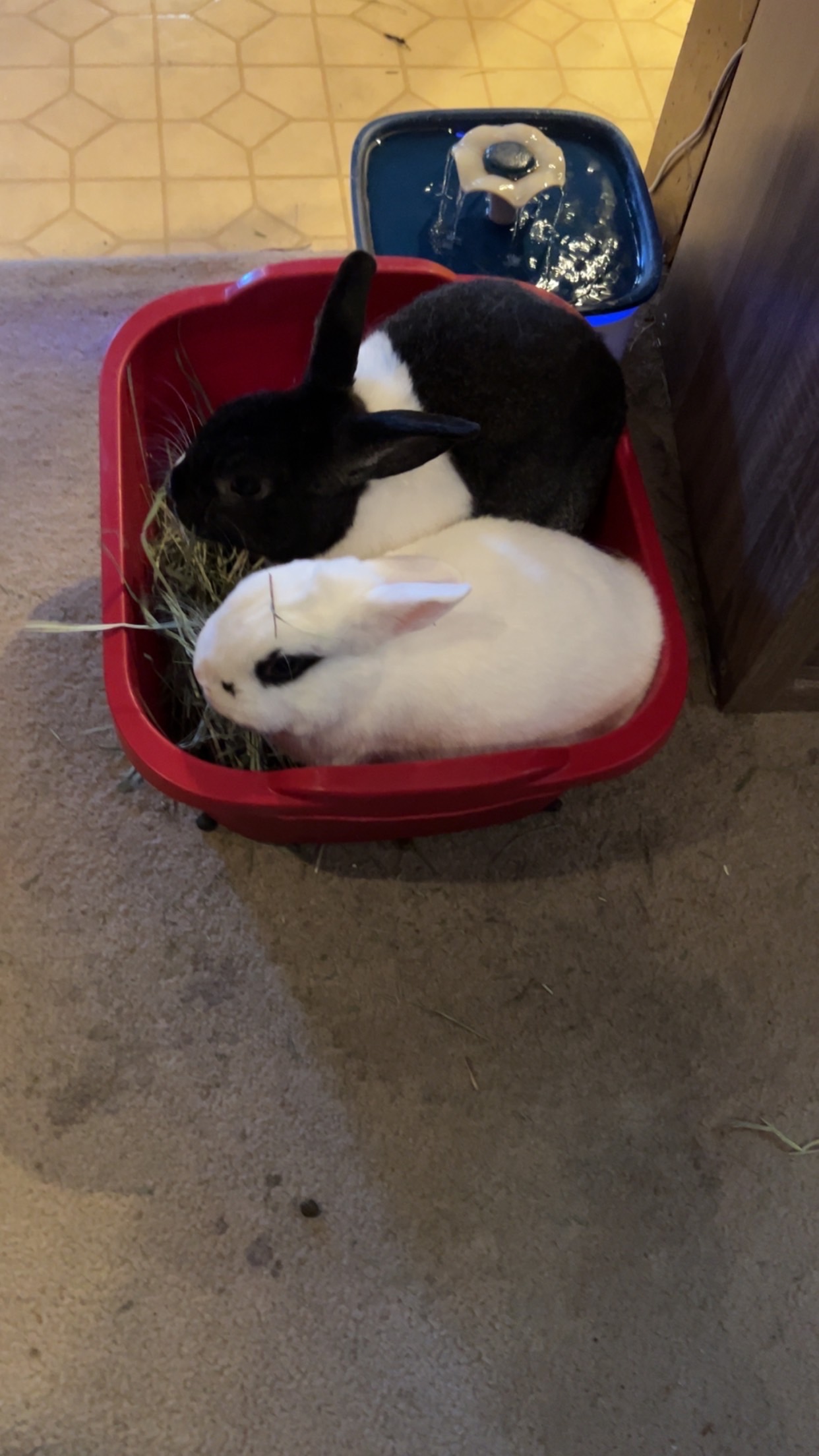 2 rabbits in a bucket